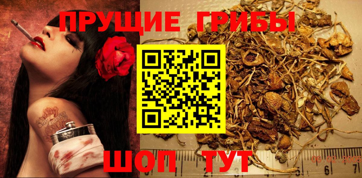 Псилоцибиновые грибы Psilocybe  Вход с VPN  Псилоцибиновые грибы GOLDEN TEACHER  Минеральные Воды 